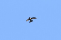 Aerodramus brevirostris