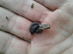 Helvella lacunosa