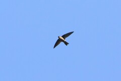 Aerodramus brevirostris
