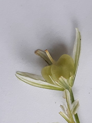 Gagea triflora