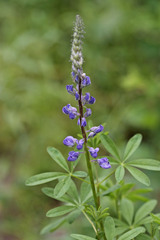 Lupinus argenteus rubricaulis