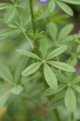 Lupinus argenteus rubricaulis