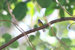 Culicicapa ceylonensis