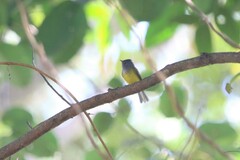 Culicicapa ceylonensis