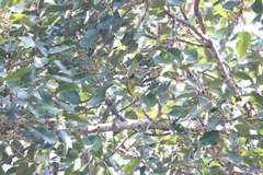 Rubigula flaviventris