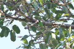 Chloropsis aurifrons