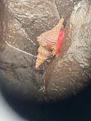 Triplofusus princeps