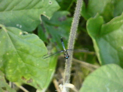 Erythrodiplax basalis