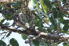 Chloropsis aurifrons