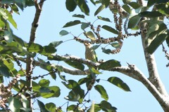 Psilopogon lineatus