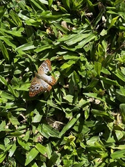 Anartia jatrophae