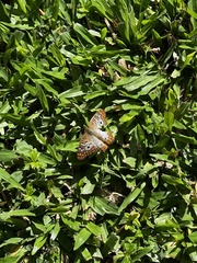 Anartia jatrophae