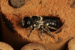 Megachile punctata