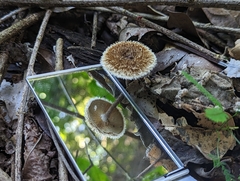 Lentinus