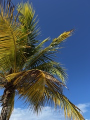 Cocos nucifera