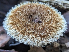 Lentinus