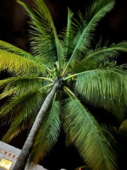 Cocos nucifera