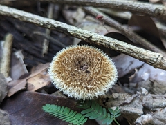 Lentinus