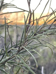 Eriodictyon altissimum