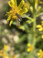 Phthiria antiqua