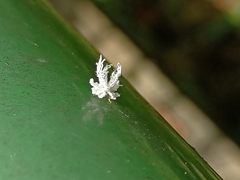 Ricania speculum