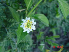 Lantana macropoda