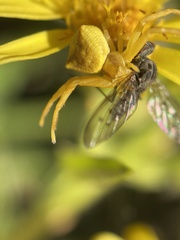 Phthiria antiqua