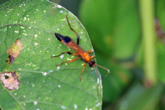 Ctenochares bicolorus