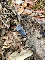 Peromyscus sonoriensis