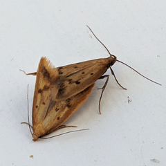 Tachystola acroxantha