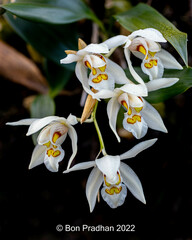 Coelogyne