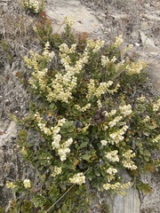 Gaultheria crassa