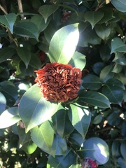 Camellia japonica
