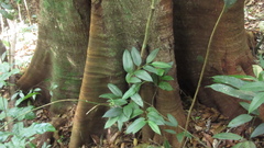 Tachigali panamensis