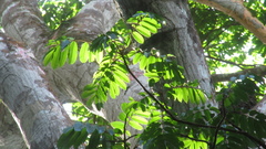 Tachigali panamensis