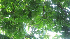 Tachigali panamensis