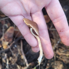 Psathyrella piluliformis