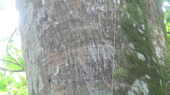 Tachigali panamensis