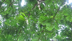 Tachigali panamensis