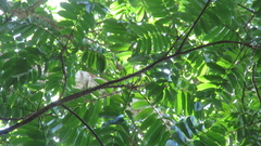 Tachigali panamensis