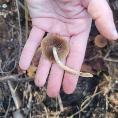 Psathyrella piluliformis
