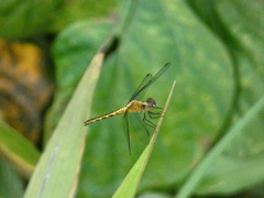 Erythrodiplax basalis
