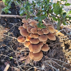 Psathyrella piluliformis