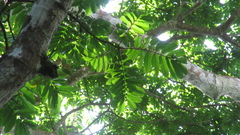 Tachigali panamensis