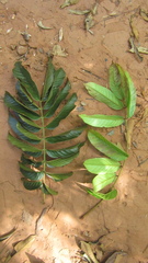 Tachigali panamensis