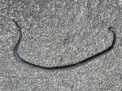 Cryptophis nigrescens