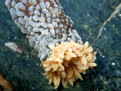 Phlyctenactis tuberculosa