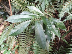 Ficus formosana