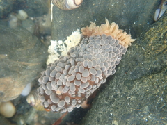 Phlyctenactis tuberculosa