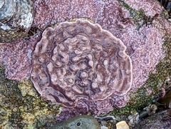 Lithothamnion